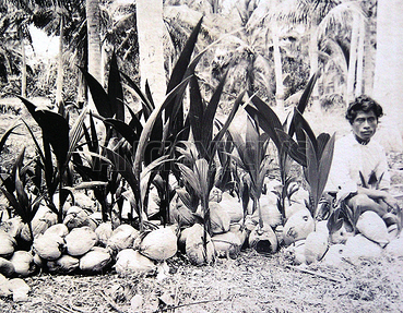 кокосовые саженцы, готовые к посадке, остров Банаба, 1900 г.