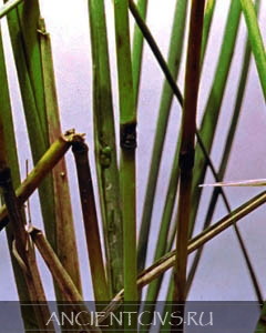 Многие изогнутые узлы отчетливо видны внутри опавших зеленых стеблей